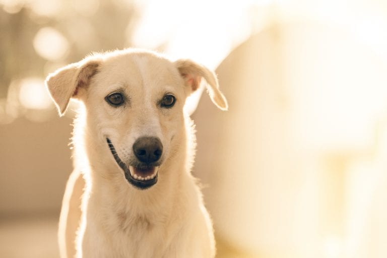 Hund Umzug Diese Dinge sollten Sie dabei beachten