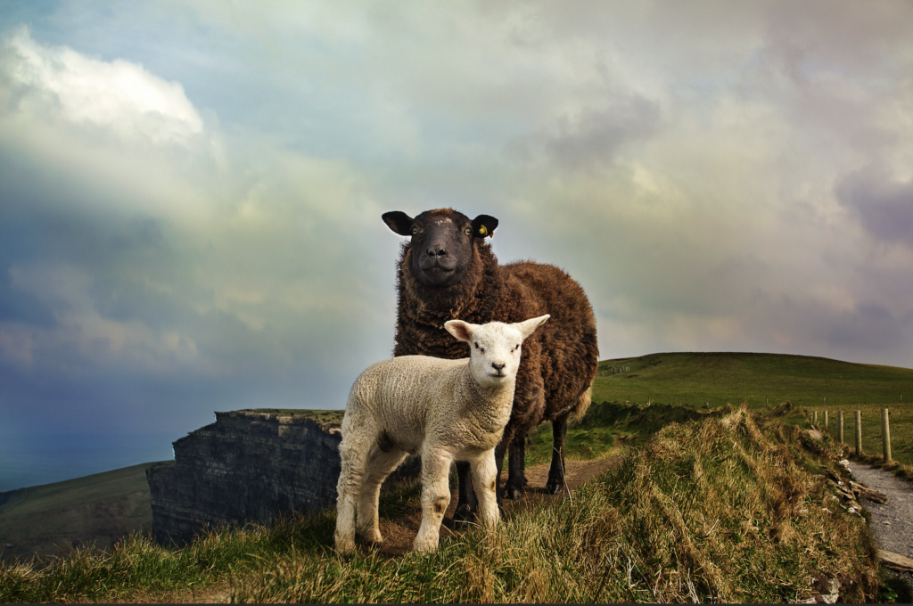 Ein Schaf und ein Lamm in der Natur Irlands