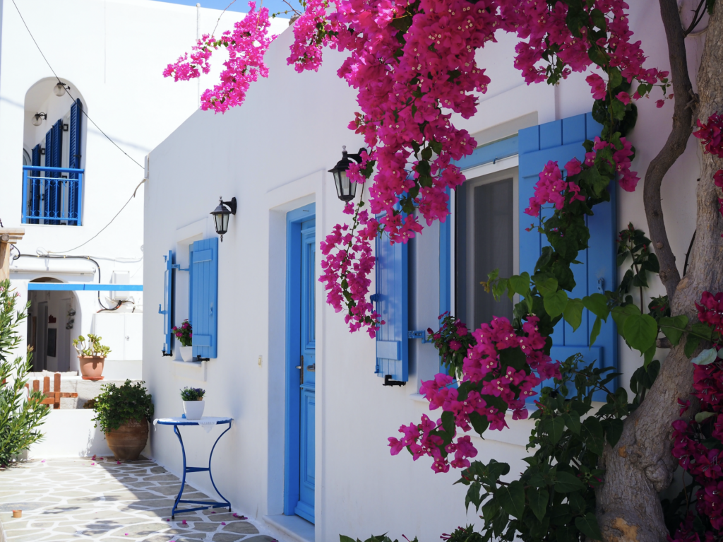 Umzug nach Griechenland_rosa Blütenpracht vor weißem Haus
